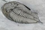 Dalmanites Trilobite Fossil - New York #99083-4